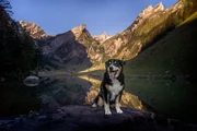 Appenzeller.