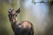 Kirk-Dikdik Antilope.