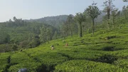Dichte Wälder und weitläufige Teeplantagen: Rund um Wayanad wird seit dem 19. Jahrhundert Tee angebaut.