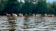 Ein seltenes Bild: Kühe suchen Abkühlung im See in Groß Schauen.