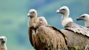 Gänsegeier in den Pyrenäen. Sie gehören zu den größten Vögeln Europas. Im Vallée d‘0sseau im Pyrenäen-Nationalpark konnten sie durch konsequente Schutzmaßnahmen vor dem Aussterben gerettet werden.