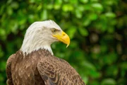 Weißkopfseeadler.