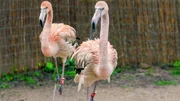 Flamingos.