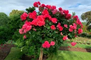 Stammrose im Rosarium Sangerhausen