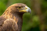 Steinadler.