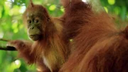 Orang-Utans sind sicher die bekanntesten Tiere Südostasiens. Das dreijährige Jungtier lernt über viele Jahre von seiner Mutter alles, was es zum Überleben braucht.