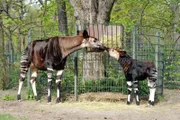 Okapi Batouri hat sich von Anfang an vorbildlich um ihr erstes Jungtier gekümmert. Tochter Bashira entwickelt sich prächtig und bringt mit ihren knapp drei Monaten bereits über neunzig Kilogramm auf die Waage!