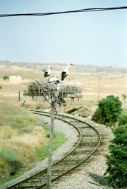 Weißstörche in der spanischen Extremadura.