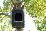 Turmfalken-Jungvögel auf Nistkasten.