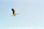 Weißstorch.