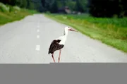 Weißstorch in Cigoc, Kroatien.