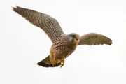 Turmfalke im Flug.