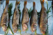 Gegrillte Rotbarsche mit Dillfüllung