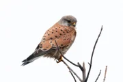 Der Turmfalke als ein Greifvogel, der viele unterschiedliche Lebensräume besiedeln kann, ist in Deutschland und in ganz Europa relativ häufig anzutreffen.