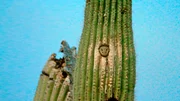 Der Elfenkauz hat sich in einem Saguaro eine Bruthöhle gebaut.