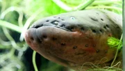 Die ältesten Wilhelmabewohner leben im Aquarium. Die sind über 60 und etwas scheu. Kein Wunder, denn die australischen Lungenfische sind lebende Fossile. Vor 380 Millionen Jahren war es ihre Verwandschaft, die den Landgang des Lebens einläutete.