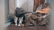 Ameisenbär-Dame Ines aus dem Frankfurter Zoo ist bei ihrer Ankunft noch etwas schüchtern.