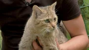 Die Wildkatze King Kong im Arm des Pflegers Florian Rimpler vom Opel-Zoo Kronberg.