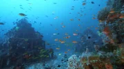 Naturschutz unter Wasser: Bedrohte Korallenarten werden auf künstlichen Riffen wieder angesiedelt.