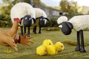 Was für eine Freude! Vier Küken sind gerade geschlüpft. Blöd nur, dass sie Shaun für ihre Mutter halten.