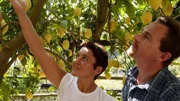 Zitronen werden an der Amalfiküste von Februar bis Oktober geerntet.