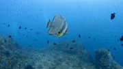 Der silberne Fledermausfisch ist ständig hungrig und frisst praktisch ohne Pause. Sein bevorzugter Lebensraum sind die nahrungsreichen Strömungen an den Küsten Balis.