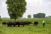 Martin Dörings Wasserbüffel beweiden das Naturschutzgebiet Bislich, eine Auenlandschaft am Niederrhein. Die vierbeinigen „Rasenmäher“ halten die Uferränder kurz und schaffen so Brutplätze für Vögel. Kein Wunder, dass die Bislicher Insel ein Paradies für Ornithologen ist. Den Hof der Familie Döring gibt es hier in der Nähe von Wesel schon mindestens seit Napoleons Zeiten.