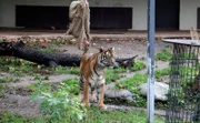 Tiger in der Wilhelma.