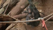 Bonobo Nayembi und ihre Tochter Nila sind aus dem Zoo in Stuttgart in den Frankfurter Zoo gezogen.