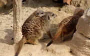 Nachwuchs bei den Erdmännchen. Ein Jungtier lag vor einigen Wochen in der Wurf-Box- und jetzt heißt es spielen und jede Menge Lernen für das kleine Raubtier. Dafür zuständig sind seine Eltern- und haben damit alle Hände voll zu tun…
