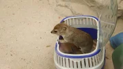 Buschliefer Baby Tajo im Kronberger Opel-Zoo.