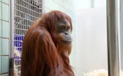 Orang Utan.