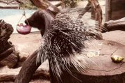 Im Allwetterzoo Münster bekommen die Stachelschweine eine Überraschung serviert – eine Eisbombe.