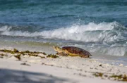 Die Seychellen sind einer von zwei Orten weltweit an denen Echte Karettschildkröten tagsüber an Land kommen.