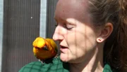 Sechs schöne Sonnensittiche besitzt die Wilhelma. Allerdings getrennt in zwei Volieren. Eine wird von einem Pärchen alleine bewohnt, doch das Ziel ist, den Besuchern alle sechs in einer Voliere präsentieren zu können.