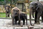 Elefantenkinder Pantha und Bogor im Tierpark Berlin.
