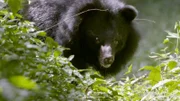 Kragenbär.