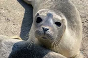 Etwa 200 Seehunde kommen jedes Jahr in die Station in Friedrichskoog und werden wieder ausgewildert.