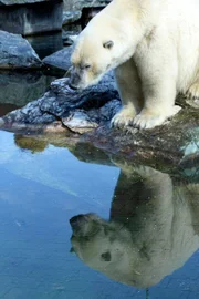 Eisbär in der Wilhelma.