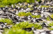 Rußseeschwalben kommen auf den tropischen und subtropischen Inseln rund um den Globus vor. Die meiste Zeit ihres Lebens verbringen sie auf See, wo sie sich von kleinen Fischen, Tintenfischen und Krebsen ernähren. Nur zur Brut kommen sie an Land und bilden dann riesige Kolonien von bis zu einer Million Tieren.