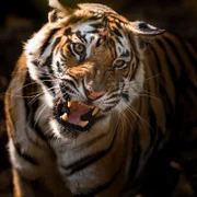 Solo, Raj Bheras erwachsene Tochter, wird zur Rivalin. Eingeengt zwischen den Revieren anderer Tiger und menschlichen Siedlungen versucht sie, das Revier ihrer Mutter zu erobern.