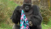 Gorilla Ivo im Zoo Berlin hat ein Dufttuch bekommen.