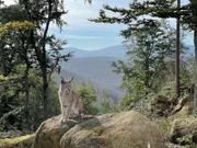 Nach 200 Jahren kehrt der ehemals ausgerottete Luchs zurück in den Harz – Dank aufwändiger Auswilderungsaktionen.