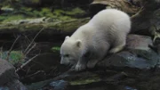 Der weiße Bär