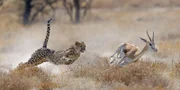 Gepard jagt einen Springbock.