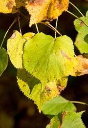 Woran erkennt man eine Linde? Wie sehen ihre Blüten aus? Wie kann man die beiden bei uns heimischen Arten, die Winter- und die Sommerlinde, unterscheiden? Diese und noch viel mehr Fragen beantwortet diese Folge.