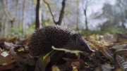 Igel