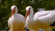 Das Storchenpaar Stina und Sören