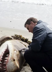Mac (Gary Sinise) wird am Strand nicht nur mit einer verstümmelten Frauenleiche konfrontiert, sondern auch mit einem riesigen Hai, der neben der Toten liegt.