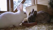 Zwei Kaninchen